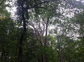 Photo of many trees in a woodlot in Raymerville-Markville East, Markham, Ontario